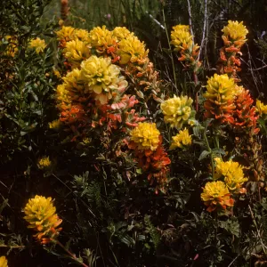 Castilleja blooming on Santa Rosa Island