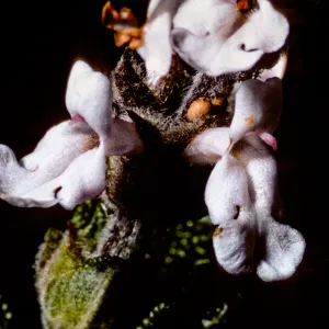 Salvia brandegeei from Santa Rosa Island, grown at SBBG
