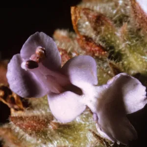 Salvia mellifera (Black Sage)