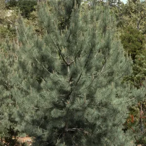 Pinus torreyana, Santa Rosa Island