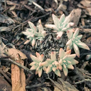 Dudleya greenei dwarf form