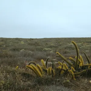 Bergerocactus emoryi, typical grassland, San Clemente Island