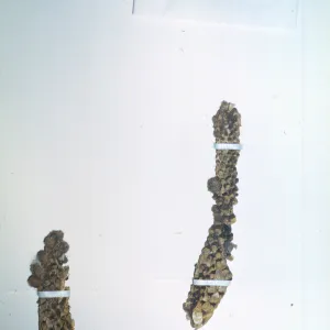 Herbarium specimen of Opuntia prolifera from San Clemente Island