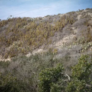 Horse Beach Canyon area, near mouth, at Pyramid Cove, San Clemente Island