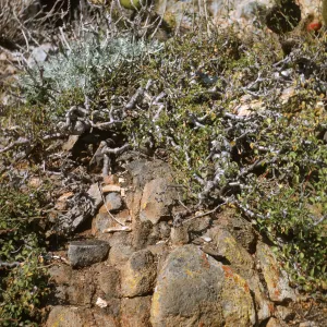 Euphorbia misera, Pyramid Point, San Clemente Island