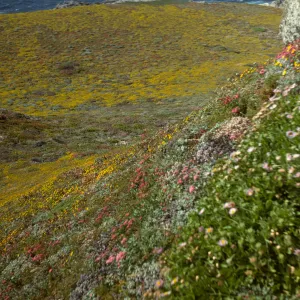 San Miguel Island, Extreme Harris Point