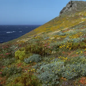 San Miguel Island, Harris Point