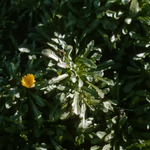 Malacothrix on San Miguel Island