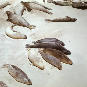 San Miguel Island, seals