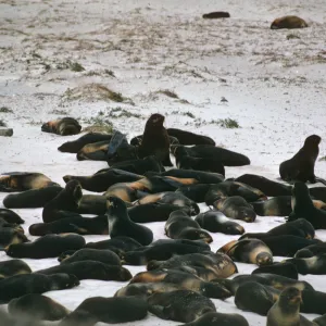 San Miguel Island, seals on beach