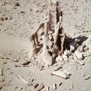 San Miguel Island caliche forest, fossil tree stump