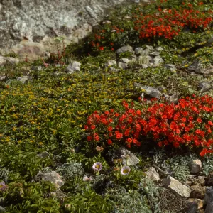 San Miguel Island, Silene laciniata