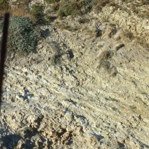 vegetation transect on San Miguel Island, Willow Canyon