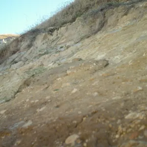 vegetation transect on San Miguel Island, Willow Canyon