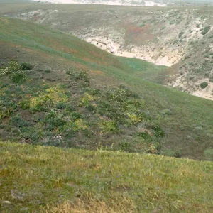NPS transect in Toyon Canyon, San Miguel Island