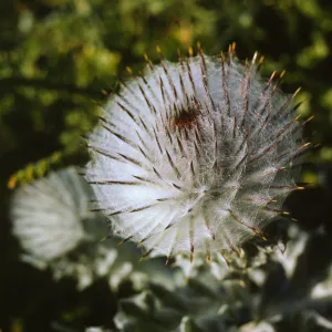 Cirsium occidentale