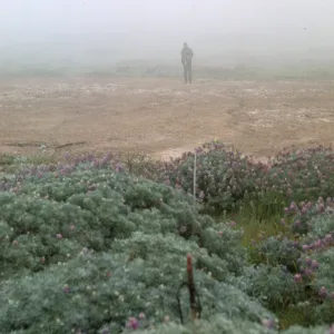 NPS vegetation transect #10, San Miguel Island (Lupine)