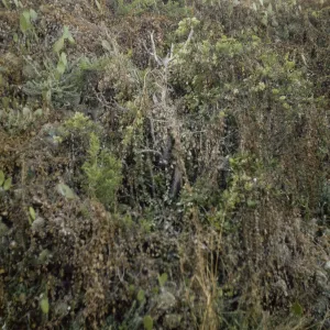 Toyon, dead branches, off Willow Canyon, San MIguel Island