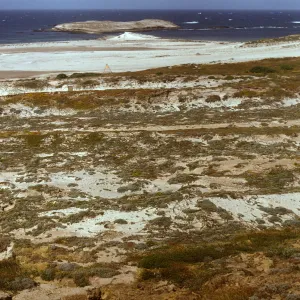 Lavatera population, north of Adams Cove, San Miguel Island