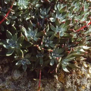 Dudleya greenei, San Miguel Island