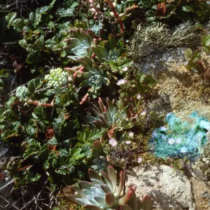 Dudleya greenei, San Miguel Island