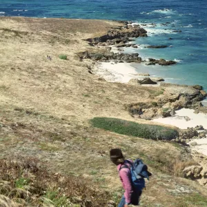 San Miguel Island, eastern Lavatera population