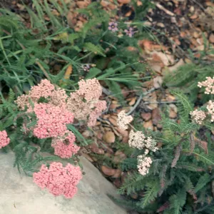San Miguel Island, Achillea (Yarrow) millefolium