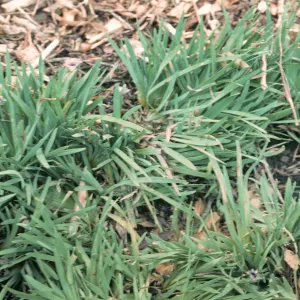 San Miguel Island, Sisyrinchium bellum