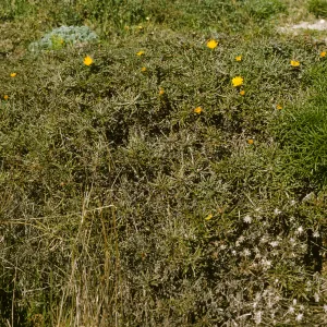 San Miguel Island, Malacothrix incana