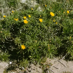 San Miguel Island, Malacothrix succulenta