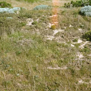 San Miguel Island, Malacothrix