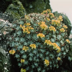 San Miguel Island, Dudleya greenei