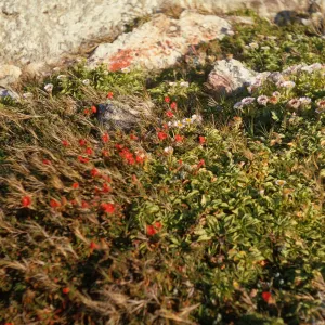 San Miguel Island, Silene laciniata
