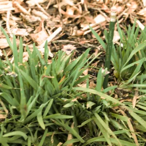 Sisyrinchium bellum on San Miguel Island