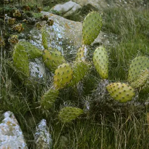 Opuntia littoralis, San Miguel Island