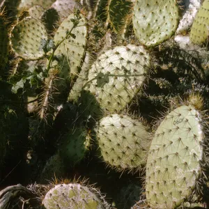 Opuntia O601 (Prickly-pear), San Miguel Island