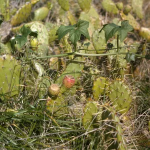 Opuntia O602 (Prickly-pear), San Miguel Island