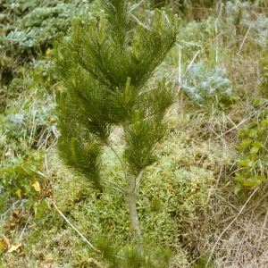 planted pines, San Miguel Island