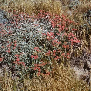 Eriogonum rubescens, San Miguel Island