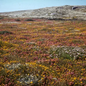 wildflowers: owls clover, yarrow and tidy tips, San Miguel Island