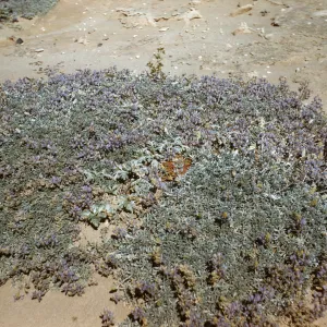 Lupinus (Lupine) on San Nicolas Island