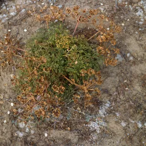 Lomatium insulare, San Nicolas Island
