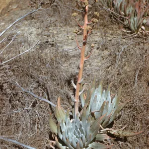 Dudleya virens ssp. insularis, San Nicolas Island