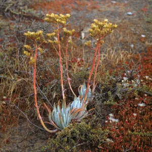 Dudleya virens ssp. insularis, San Nicolas Island