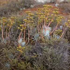 Dudleya virens ssp. insularis, San Nicolas Island