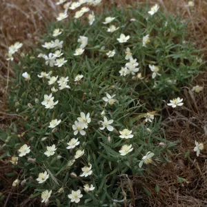 Platystemon californicus, San Nicolas Island