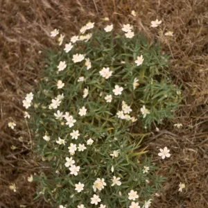 Platystemon californicus, San Nicolas Island