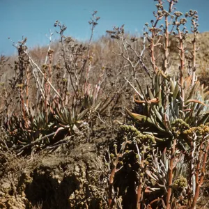 Dudleya virens ssp. insularis, San Nicolas Island
