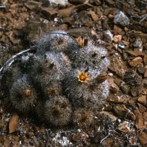 Mammillaria neopalmeri on East San Benito Island