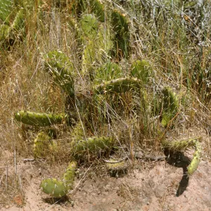 Opuntia O685 (Prickly-pear), Santa Catalina Island